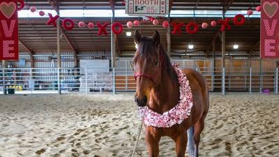 PHOTOS: Seattle Police Foundation's 'We Heart Horses' campaign 