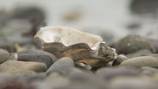 Paralytic poison detected in shellfish along Washington’s coast