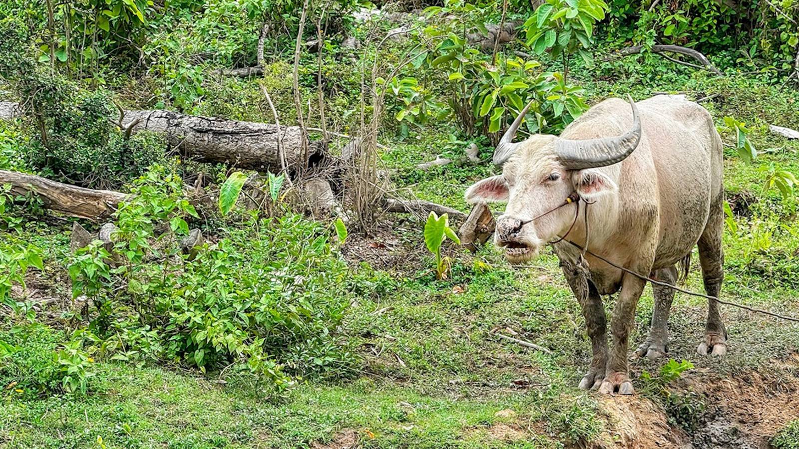 Wakan Gli Tribes honor birth of rare white buffalo in Yellowstone