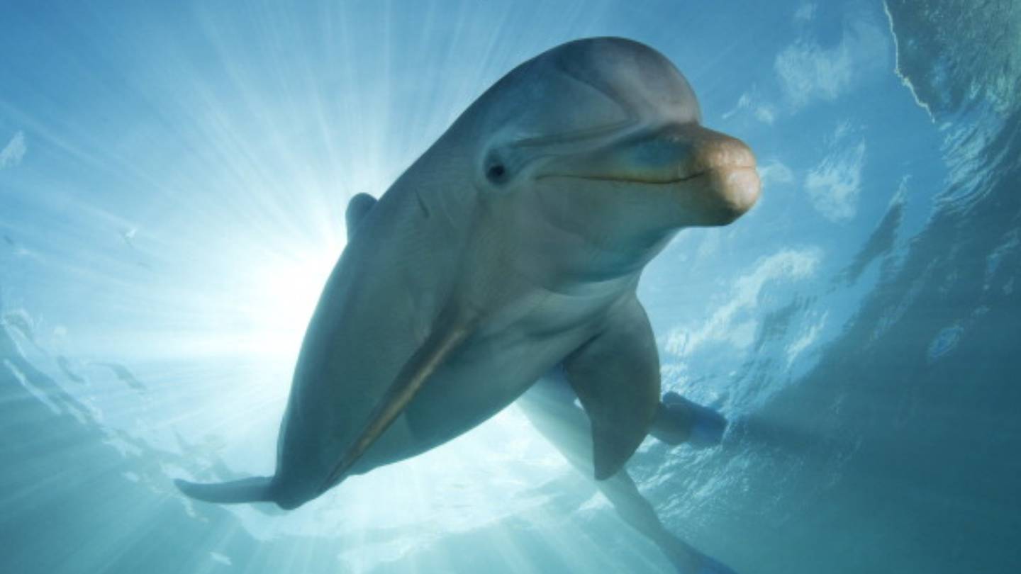 Original dolphin at Mirage on Las Vegas Strip dies at age 48
