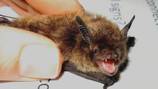 Renton residents urged to seek medical help after rabid bat discovery