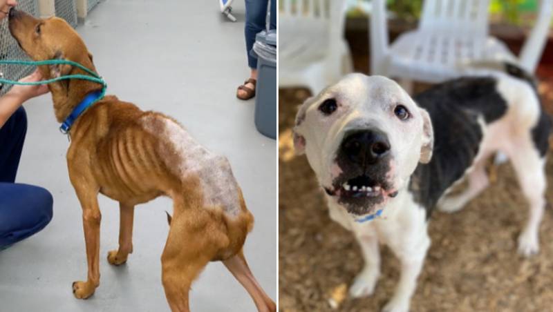 Three dogs found starving at Tacoma home