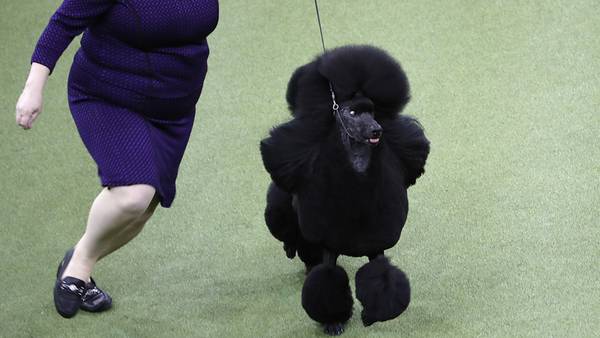 Photos: Siba the standard poodle wins best in show at Westminster Kennel Club