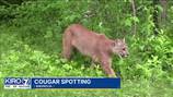 Cougar spotted in Seattle’s Magnolia neighborhood
