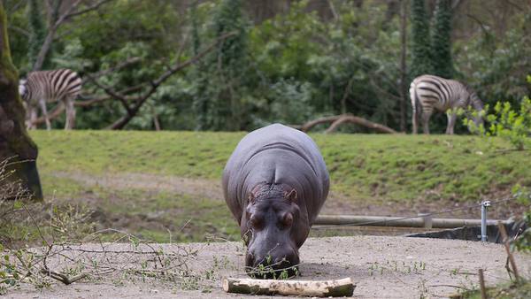 PHOTOS: Woodland Park Zoo hippo Lupe