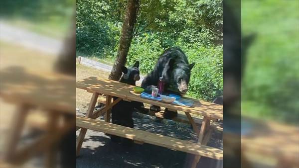 VIDEO: Black bear, cubs euthanized after becoming too comfortable with humans