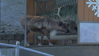 Cougar Mountain Zoo hosting Issaquah Reindeer Festival