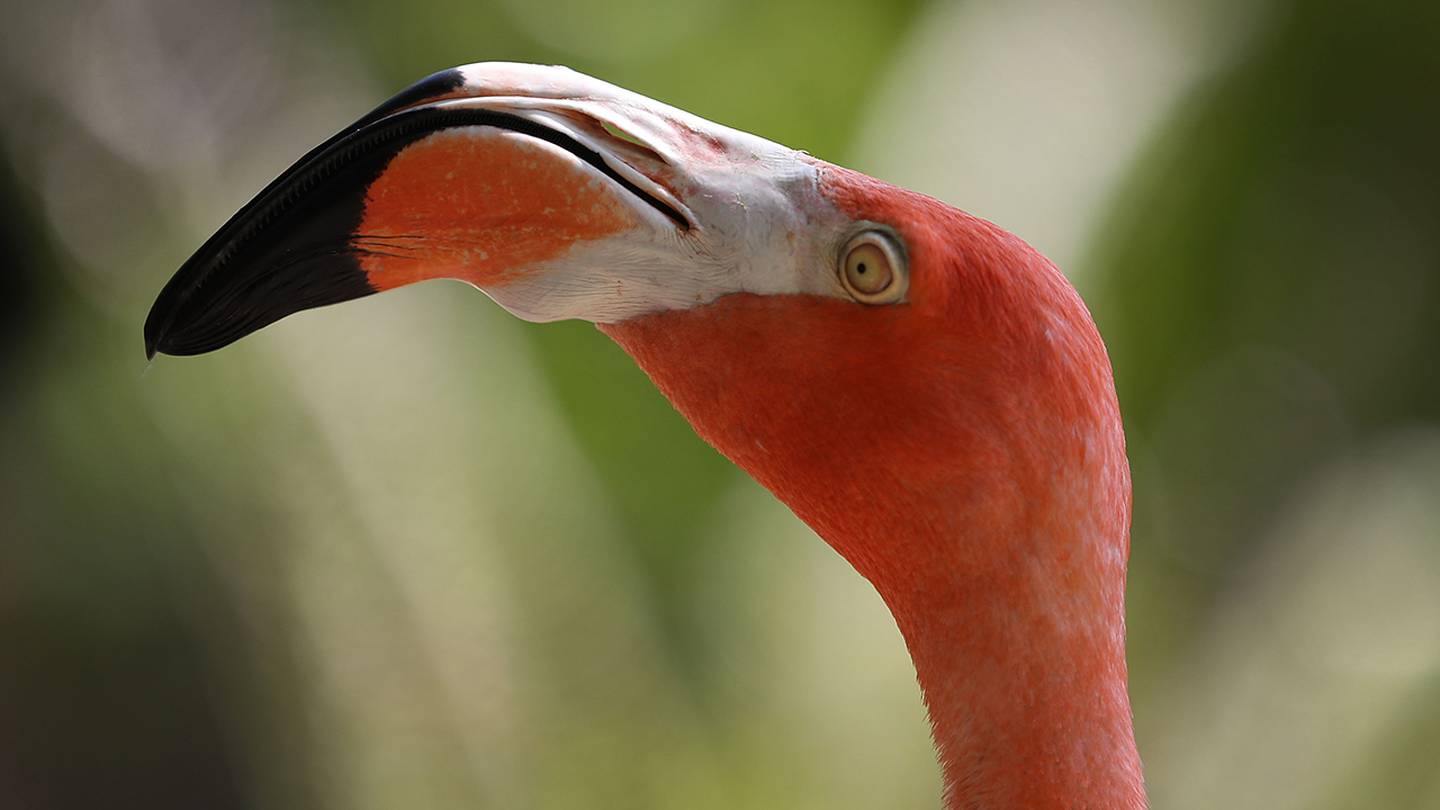 Pink flamingos in Ohio: Did Hurricane Idalia help them get here?