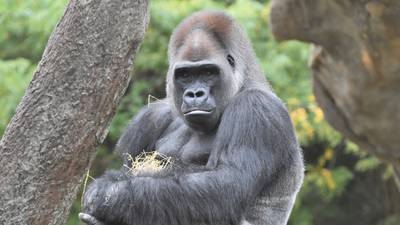 PHOTOS: Three new adult gorillas join Woodland Park Zoo