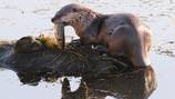 Child dragged underwater, attacked by river otter at Bremerton Marina