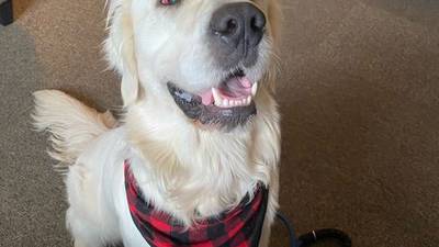 PHOTOS: Dog shot in Cowlitz County adopted