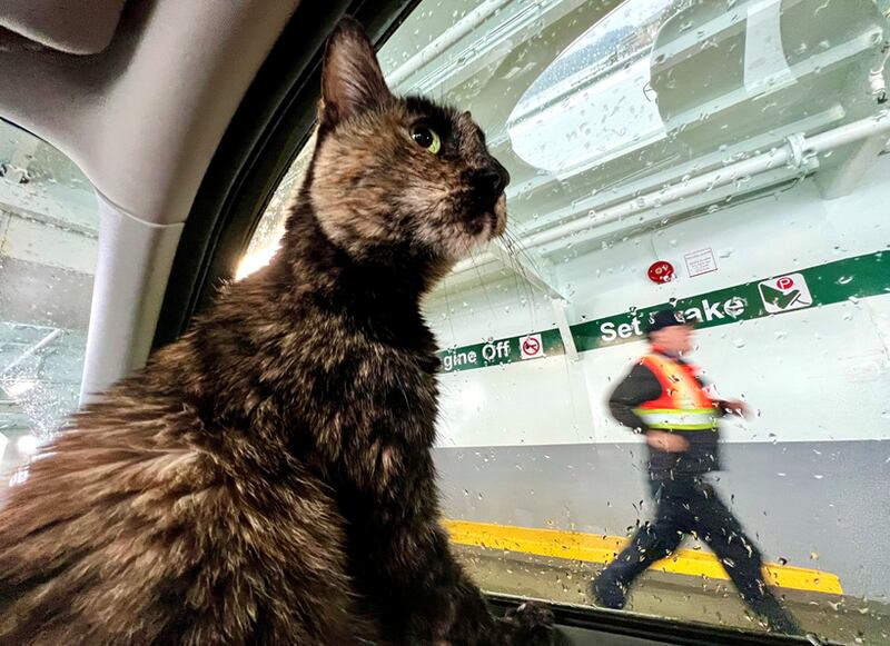 Betty the cat has ridden the ferry for the last two years.