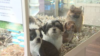 WA lawmakers discuss bill to ban for-profit pet sales at retail stores