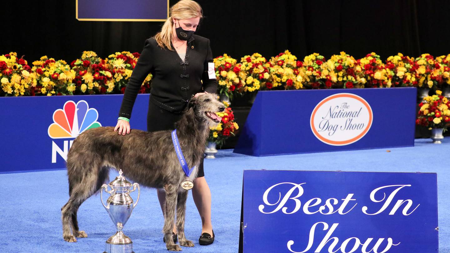National Dog Show Best in Show Winner Image 2021