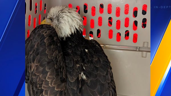 Tacoma Animal Control rescues bald eagle caught in electrical lines
