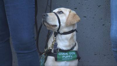 Puppies training to be guide dogs take a ride on King County Metro