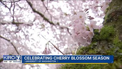 Around the Sound: Cherry blossom season is here!