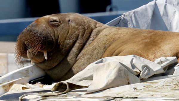 Freya the walrus euthanized by Norwegian authorities