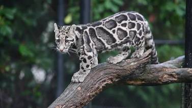 RAW VIDEO: Clouded leopard cub playing at Point Defiance Zoo & Aquarium