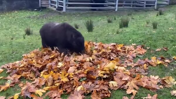 Point Defiance Zoo muskox plays in fall leaves