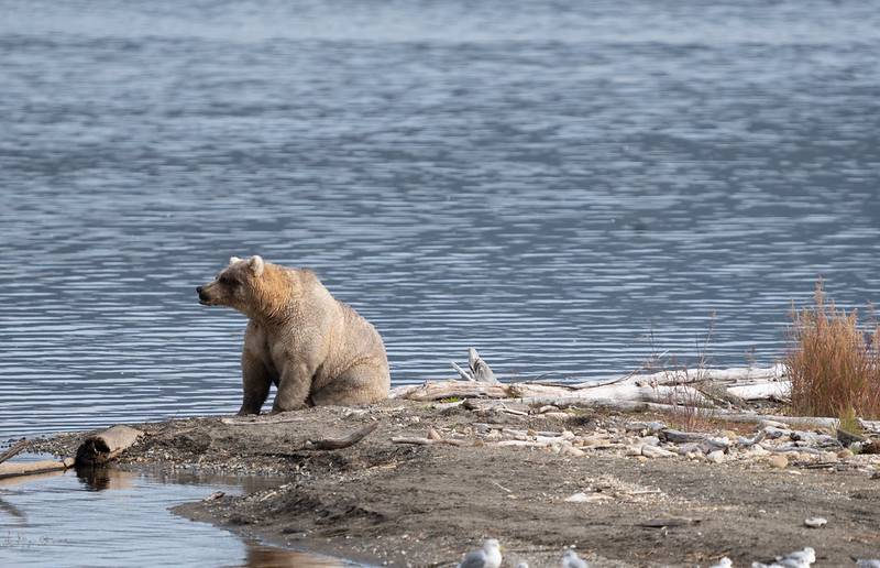 Fat bear week