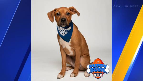 Seattle rescue pup set to play in Puppy Bowl
