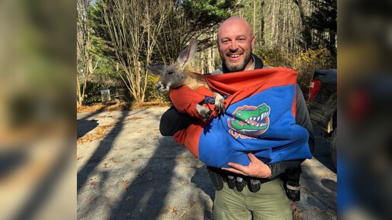 Officials helped rescue a pet kangaroo that went missing on Friday in Gilmer County, Georgia.