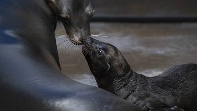 Seal pup born at Point Defiance Zoo & Aquarium