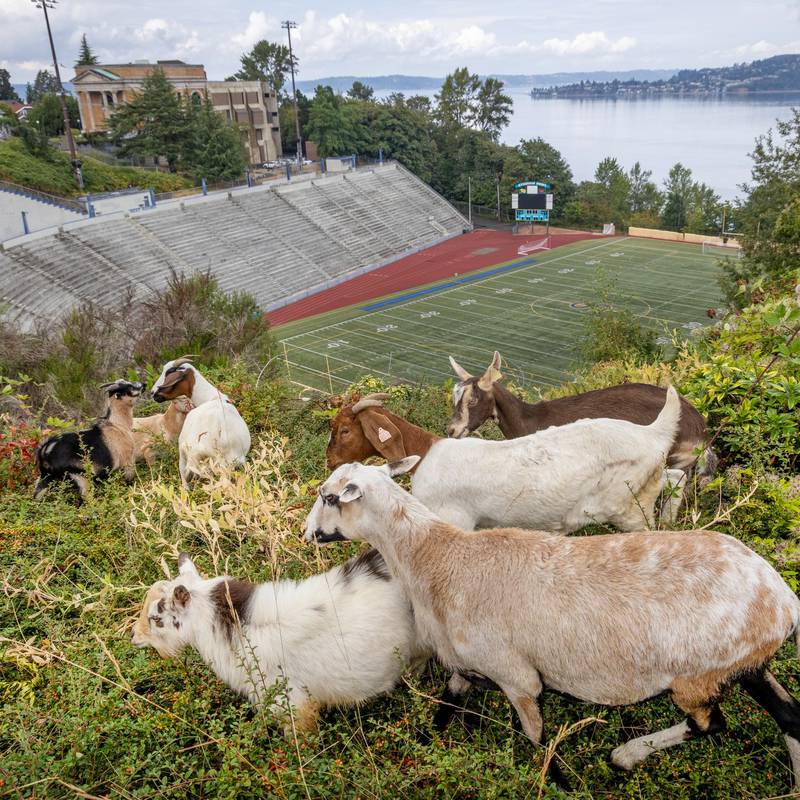 Goats eat overgrown brush at Stadium HS