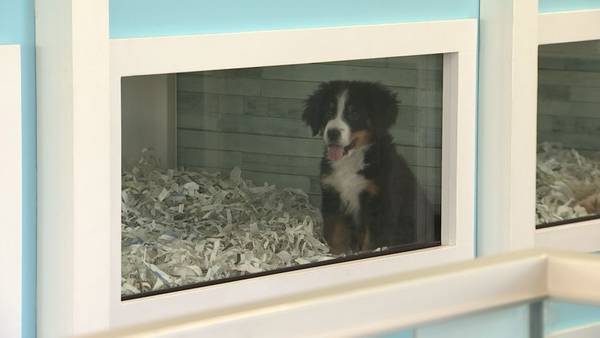 VIDEO: Jesse investigates - At one pet store, a new friend will cost you - up to 128% interest