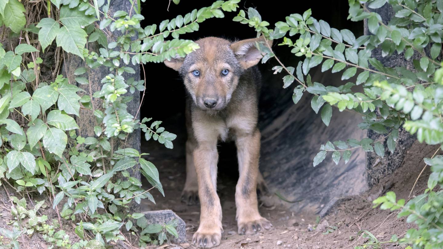 Endangered red wolf pup born at Illinois zoo