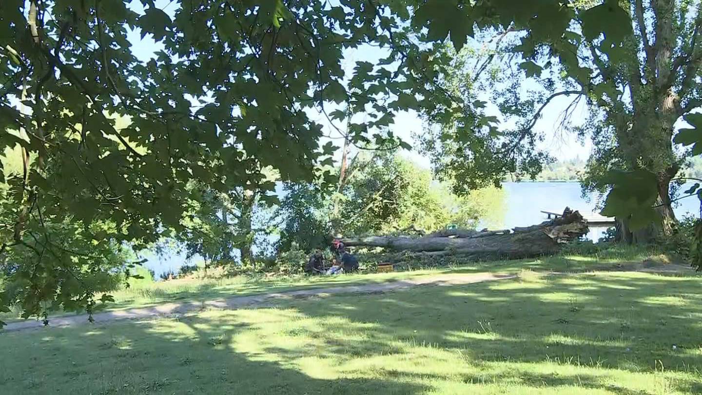 Tree falls at Green Lake