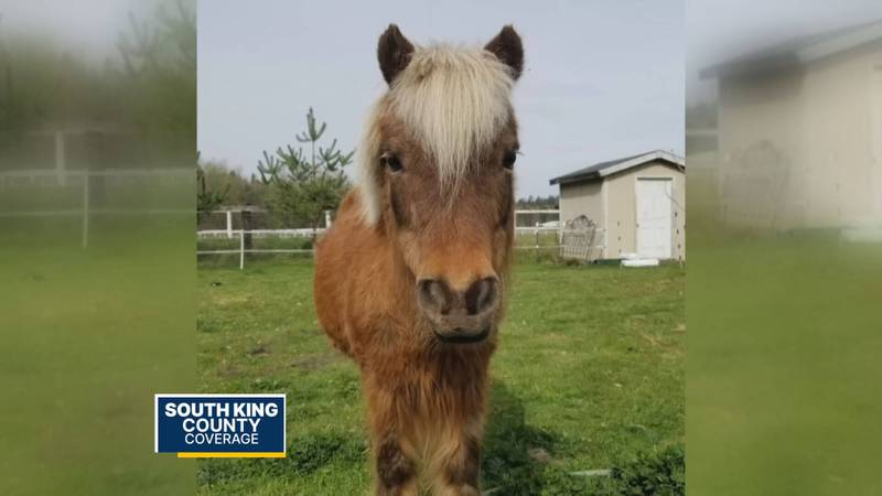 The 26-year-old miniature horse Buttercup was found dead early Monday morning with a gunshot wound in her forehead.