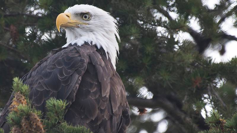 A Bald Eagle sits perched in a tree at Flathead Lake in Montana.