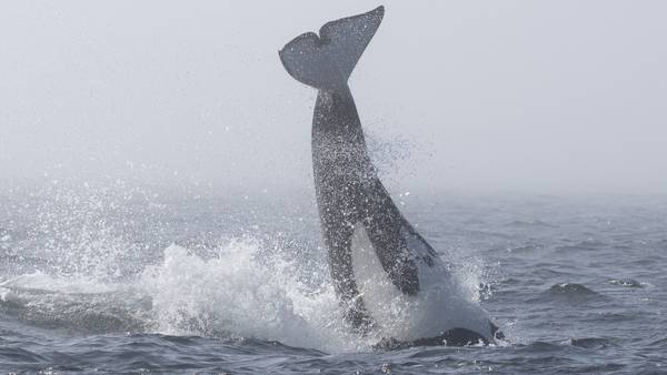 RAW: Bigg's orcas, humpback whale interact