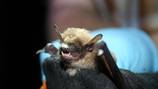 Increase in white-noise syndrome is killing bats across Washington