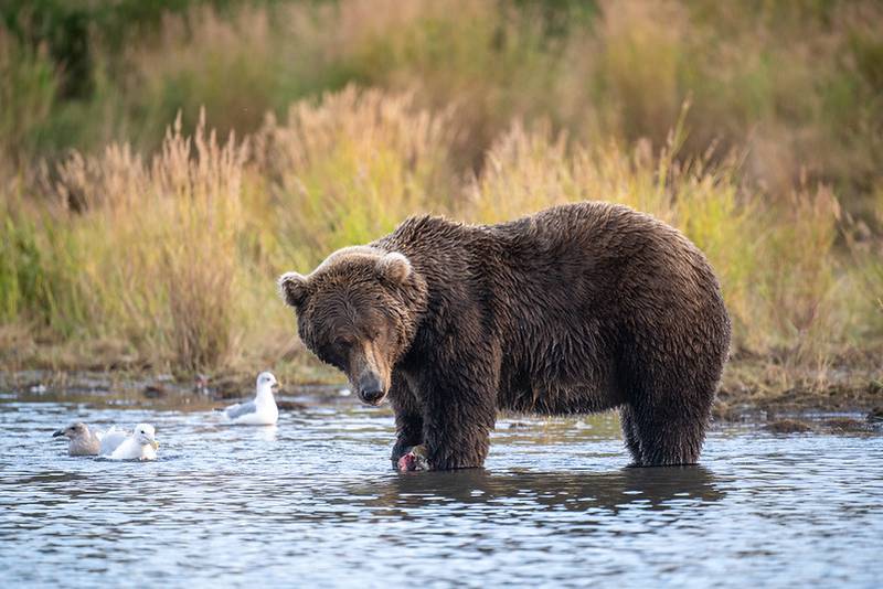 Fat bear week