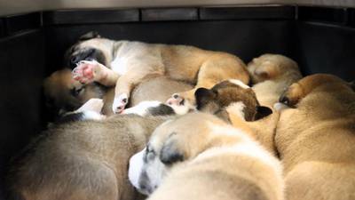 Pierce County Humane Society asking for help after 13 puppies rescued in 48 hours