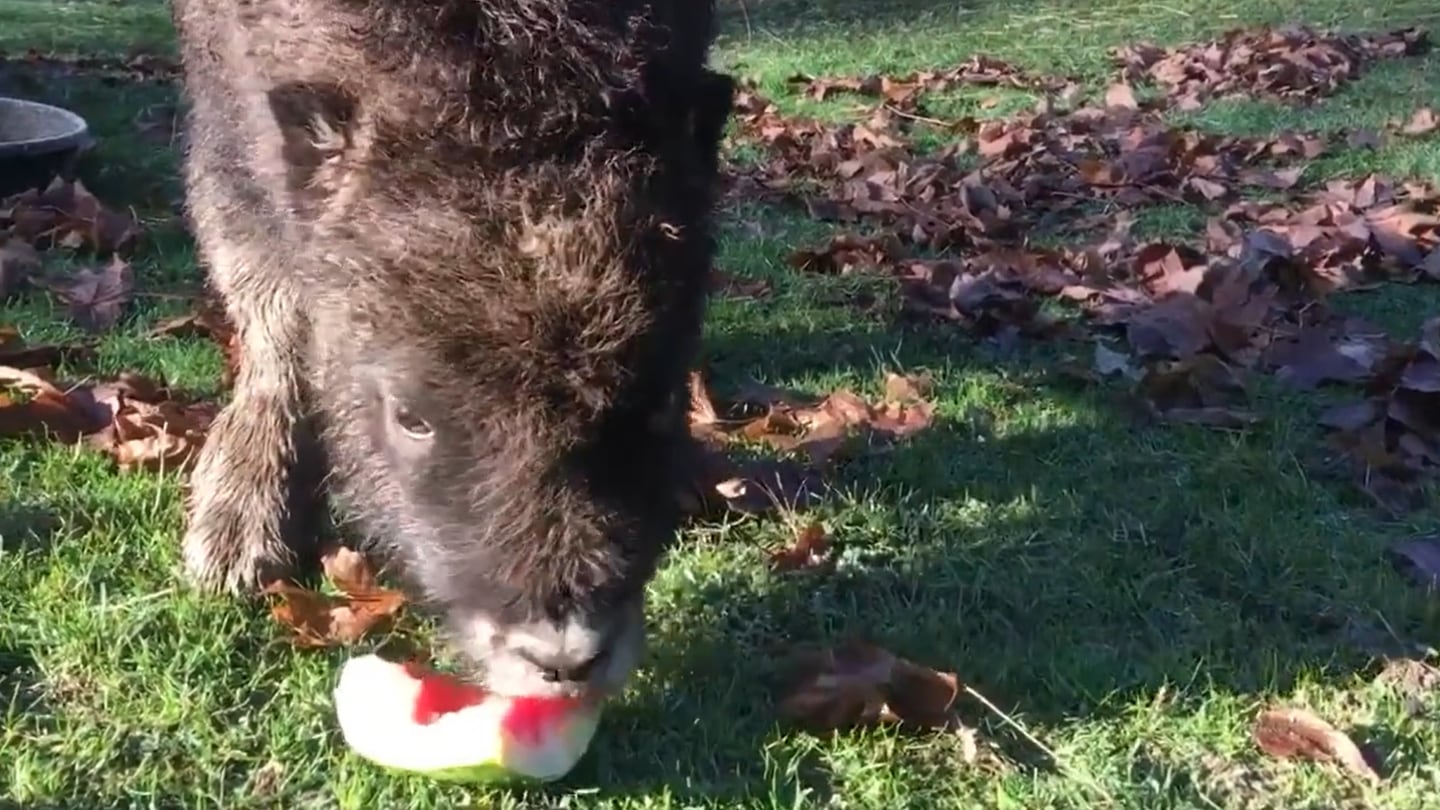 A 2-month-old muskrat calf enjoys a watermelon snack at Point Defiance Zoo – KIRO 7 News Seattle