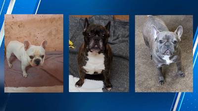 Thief steals van with three French bulldogs inside from Kirkland gas station