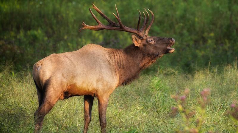 A woman has died after she was attacked at the end of October by an elk in her backyard near Kingman, Arizona, officials said.