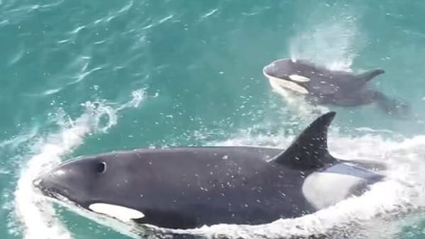 ‘Very lumpy and skinny’: Endangered Southern Resident orca calf emaciated, stopped breathing