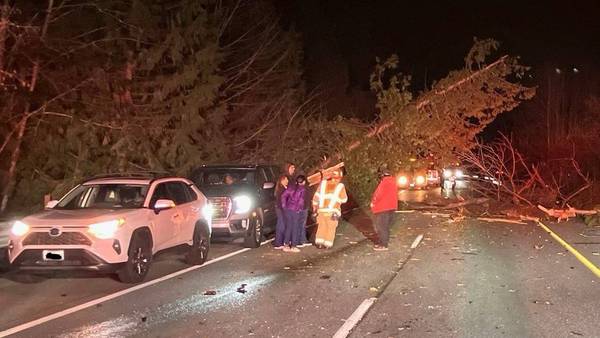 Driver killed when tree falls on car on SR 18