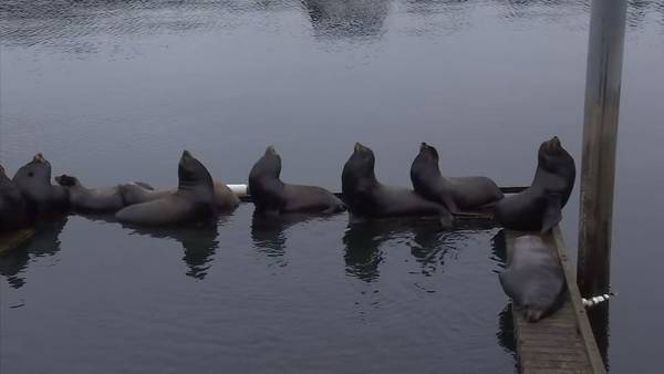 VIDEO: Sea lions take over Shilshole Bay, disrupts neighbors