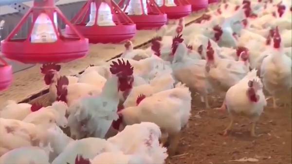 VIDEO: Bird flu detected in King County after two backyard flocks test positive