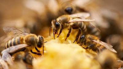 Honey bees removed after trying to make Marietta home their hive