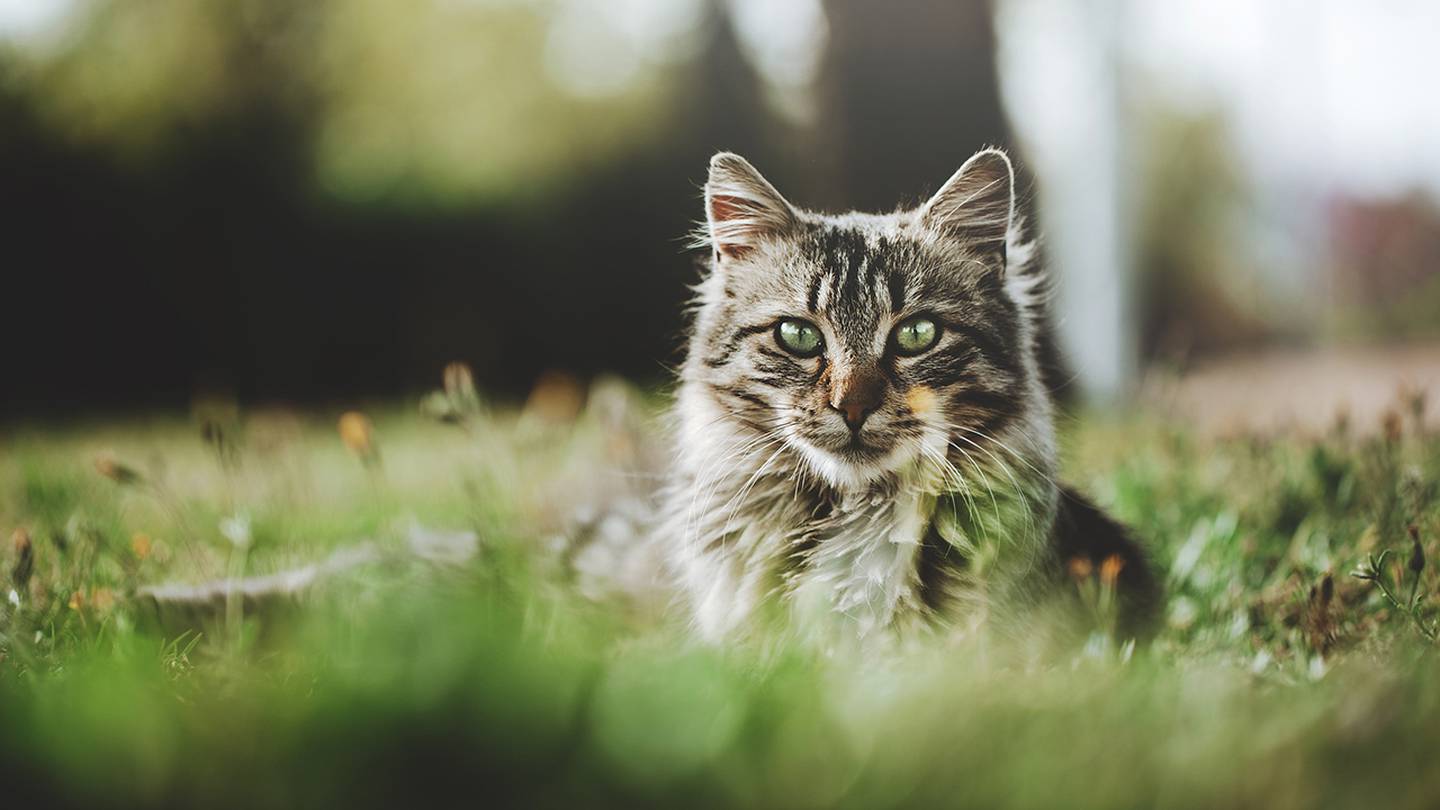 Здравни служители в Орегон: Жител вероятно се е заразил с бубонна чума от котка – KIRO 7 Новини Сиатъл