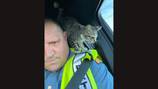 Stray kitten befriends trooper after accident, quickly finds new home