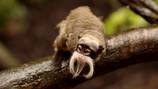 2 emperor tamarin monkeys reported missing from Dallas Zoo