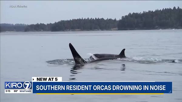 VIDEO: Southern resident orcas drowning in noise